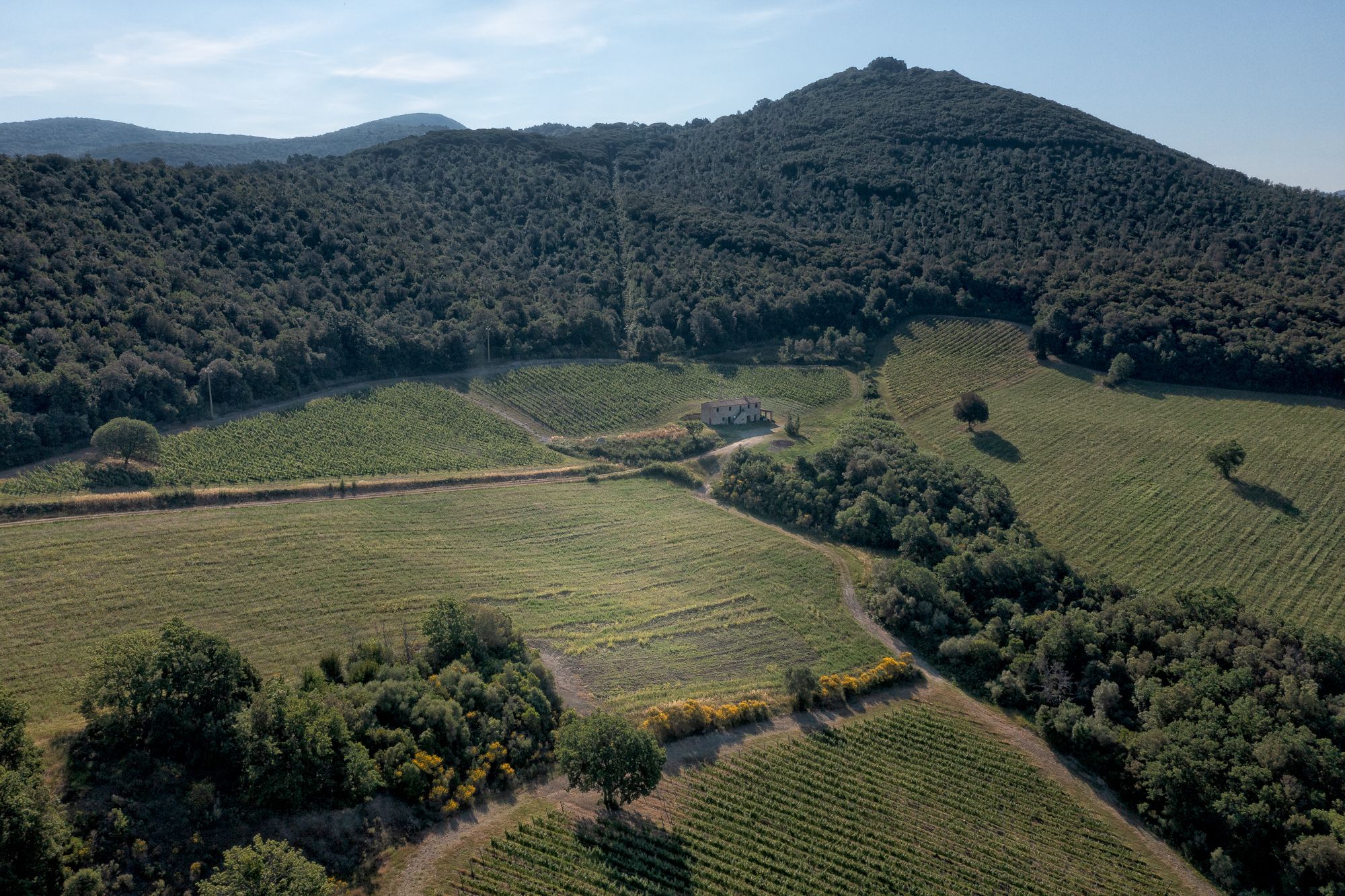 Veduta panoramica della Tenuta San Guido a Bolgheri, paesaggio toscano
