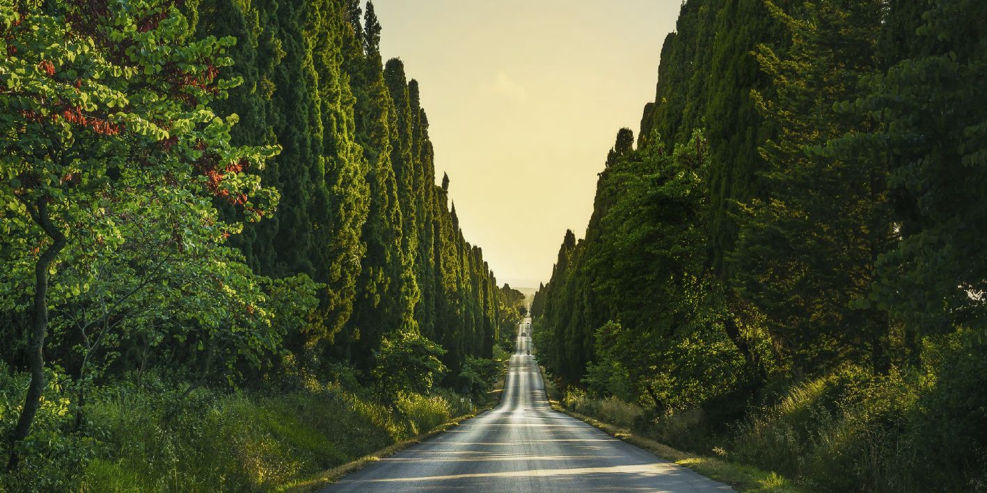 Il celebre Viale dei Cipressi di Bolgheri legato alla storia di Tenuta San Guido